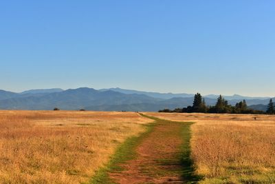 Scenic view of field against clear sky