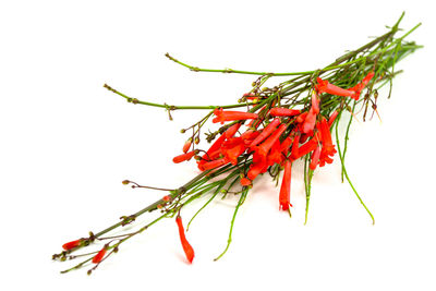 Close-up of red leaves over white background