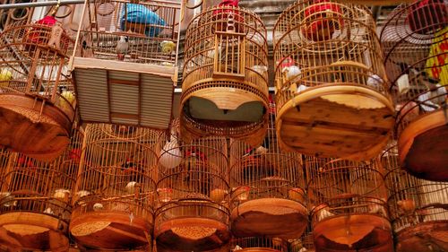 Birds cages