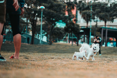 Dogs running on green grass at park in summer.