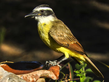 Close-up of bird perching on branch