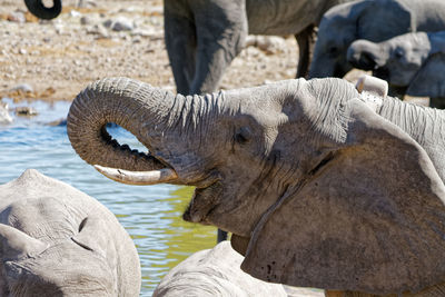 Close-up of elephant in lake