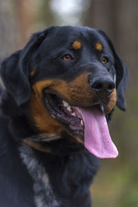 Close-up of a dog looking away