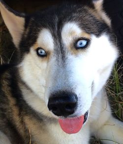 Close-up portrait of dog