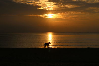 Silhouette people on beach against sky during sunset