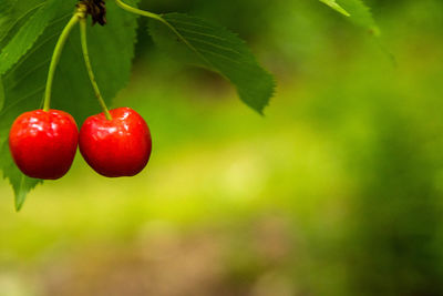 Close-up of cherries growing on plant