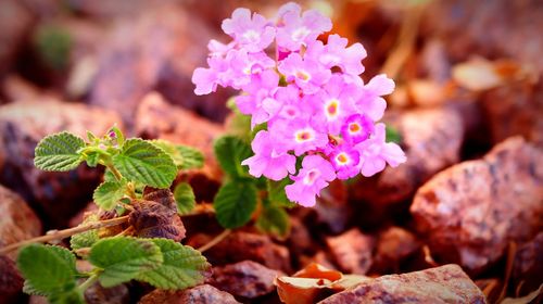 Close-up of purple flowering plant