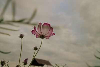 Close-up of pink flowering plant against cloudy sky