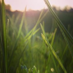 Close-up of grass growing on field