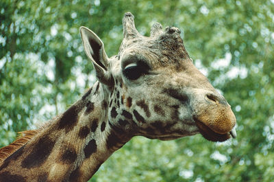 Close-up of giraffe