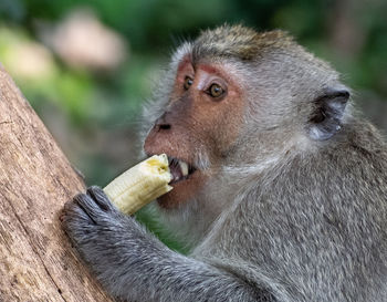 Close-up of monkey eating food