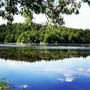 Reflection of trees in calm lake