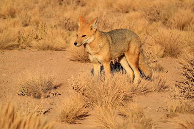 Andean fox or zorro culpeo in the desert brush field, altiplano of chile, south america