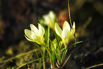 Close-up of crocus against blurred background