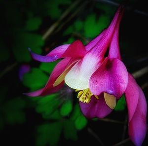 Close-up of pink flowers