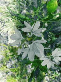 Close-up of white flowering plant leaves