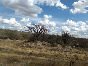 Bare trees on landscape against sky