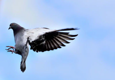 Low angle view of a bird flying