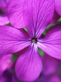 Close-up of purple flower