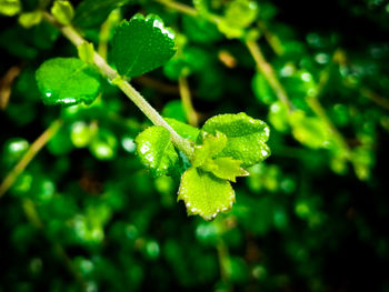 Close-up of wet plant