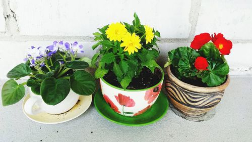 Close-up of potted plants growing outdoors