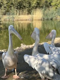 Close-up of birds in lake