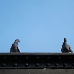 Low angle view of pigeon perching on roof against clear blue sky