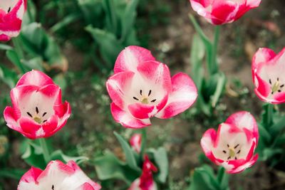 Close-up of pink flowering plants