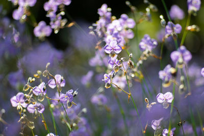 Close-up of insect on purple flowering plant