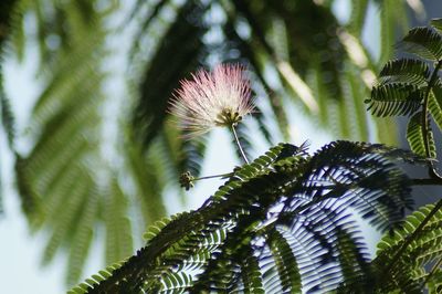 Low angle view of palm tree