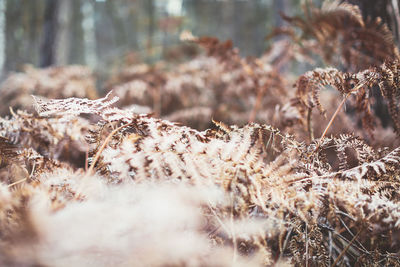 Close-up of plants against trees