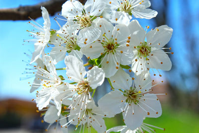 Close-up of white cherry blossom tree