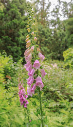 Close-up of pink flowering plant