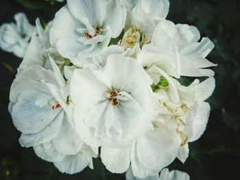 Close-up of white flowers blooming outdoors