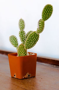 Close-up of succulent plant on table