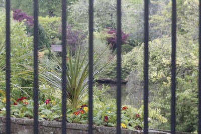 Close-up of flower plants in greenhouse