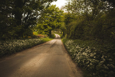 Empty road amidst trees in forest