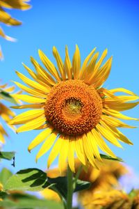 Close-up of sunflower against sky