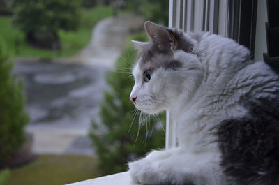 Close-up of cat looking away