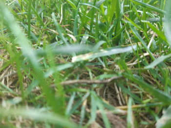 High angle view of grass growing on field