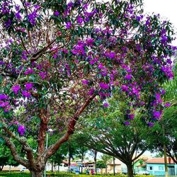 Pink flowers growing on tree