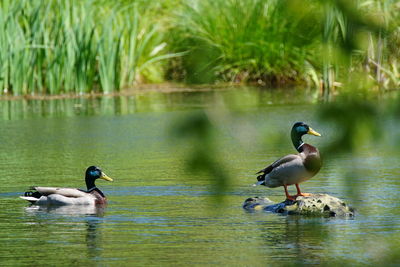 Male mallard duck in pond