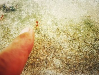 High angle view of insect on hand