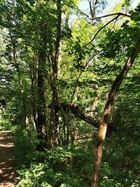 Trees in forest