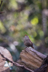 Close-up of bird perching on wood