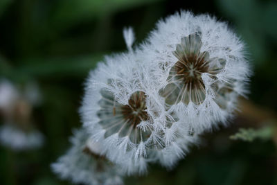 Close-up of white dandelion flower