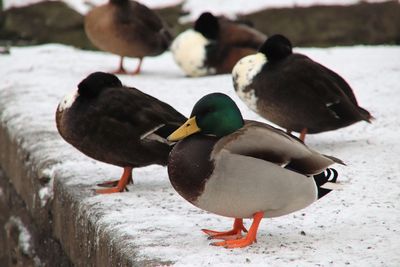 High angle view of ducks in water