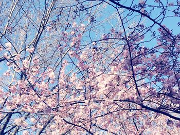 Low angle view of tree against sky