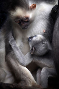 Cats relaxing outdoors
