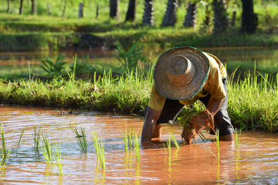 The farmer planting on the organic paddy rice farmland,thailand